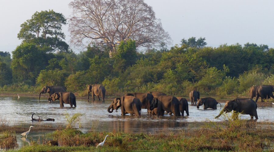 elephants-gb9fb8b299_1920